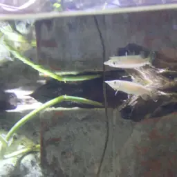 Gar Characin, photo 8