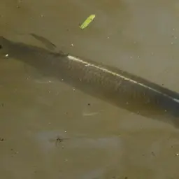 Gar Characin, photo 9