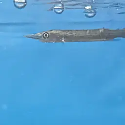 Gar Characin, photo 10