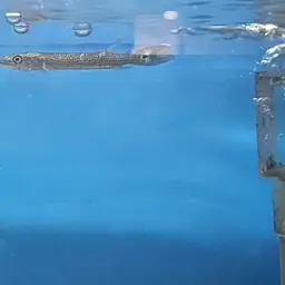 Gar Characin, photo 11