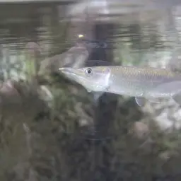 Gar Characin, photo 12