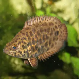 Leopard Bushfish, photo 1