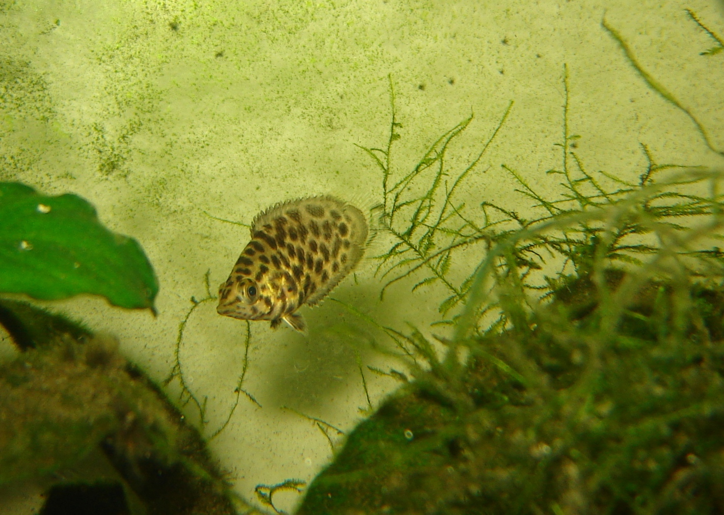Leopard Bushfish (Ctenopoma acutirostre) · Aquariumpro