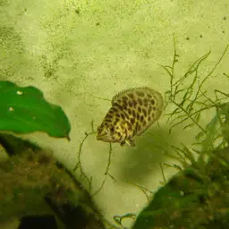Leopard Bushfish, photo 2