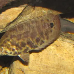 Leopard Bushfish, photo 4
