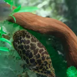 Leopard Bushfish, photo 7