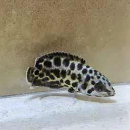 Leopard Bushfish, photo 8