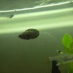 Leopard Bushfish, photo 9