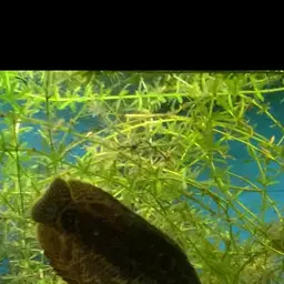 Leopard Bushfish, photo 10
