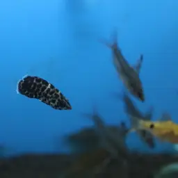 Leopard Bushfish, photo 11