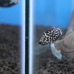 Leopard Bushfish, photo 12