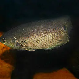 Gray Ctenopoma, photo 1