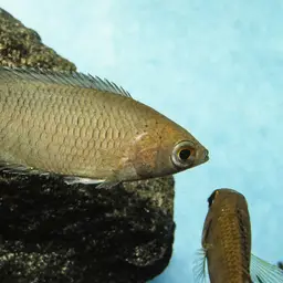 Gray Ctenopoma, photo 2