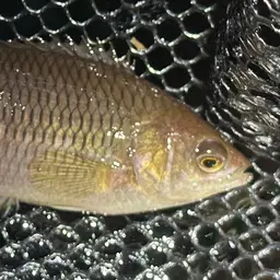 Gray Ctenopoma, photo 3