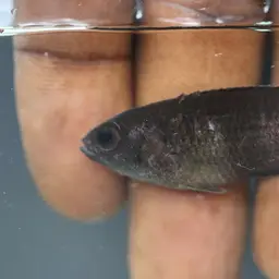 Gray Ctenopoma, photo 4