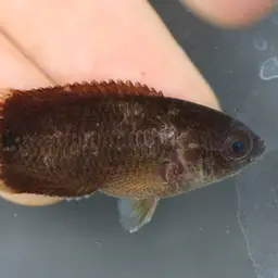 Gray Ctenopoma, photo 5