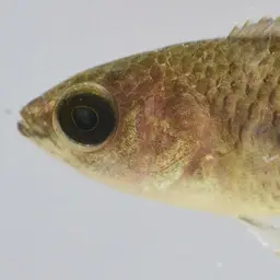 Gray Ctenopoma, photo 6