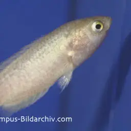 Ocellated Labyrinth Fish, photo 1