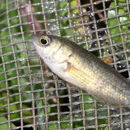 Ocellated Labyrinth Fish, photo 2