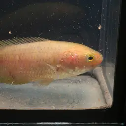 Ocellated Labyrinth Fish, photo 3