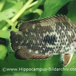 Marbled Climbing Perch, photo 1