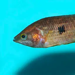 Marbled Climbing Perch, photo 2
