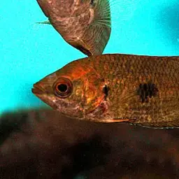 Marbled Climbing Perch, photo 3