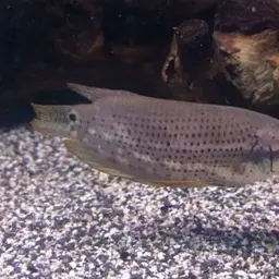 Noble Gourami, photo 1