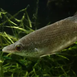 Noble Gourami, photo 2