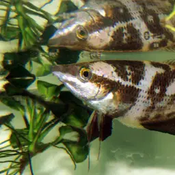 Noble Gourami, photo 3