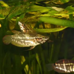 Noble Gourami, photo 4