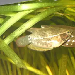 Noble Gourami, photo 5