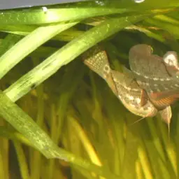 Noble Gourami, photo 6