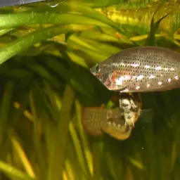 Noble Gourami, photo 7