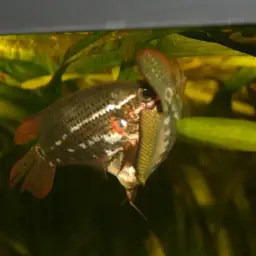 Noble Gourami, photo 8