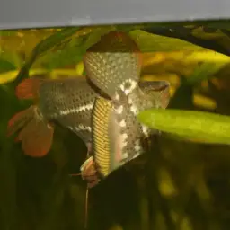 Noble Gourami, photo 9