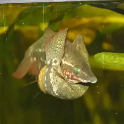 Noble Gourami, photo 10