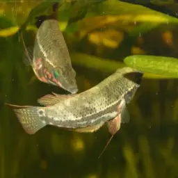 Noble Gourami, photo 11