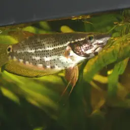 Noble Gourami, photo 12