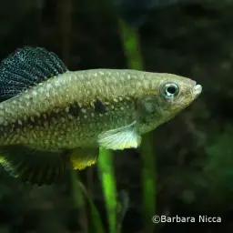 Media Luna Pupfish, photo 2