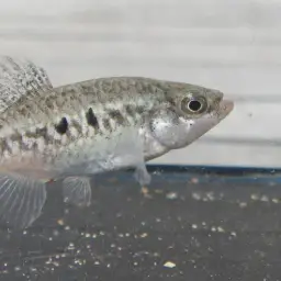 Media Luna Pupfish, photo 3