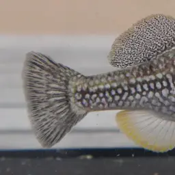 Media Luna Pupfish, photo 4