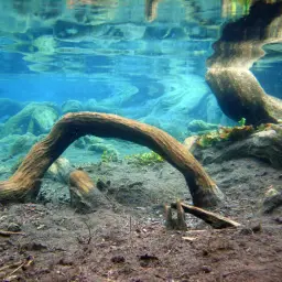 Media Luna Pupfish, photo 5