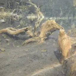 Media Luna Pupfish, photo 7