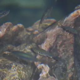 Media Luna Pupfish, photo 8