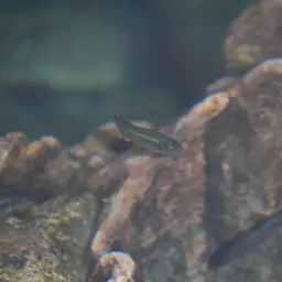 Media Luna Pupfish, photo 9