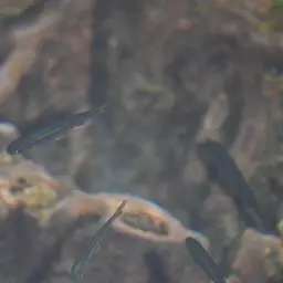 Media Luna Pupfish, photo 10