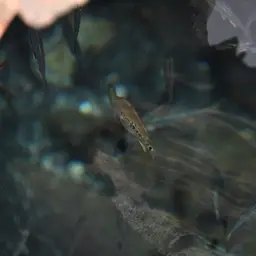 Media Luna Pupfish, photo 11