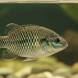 Media Luna Pupfish