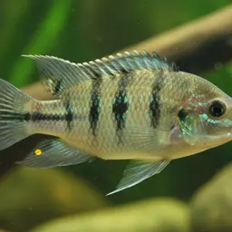 Cutter's Cichlid